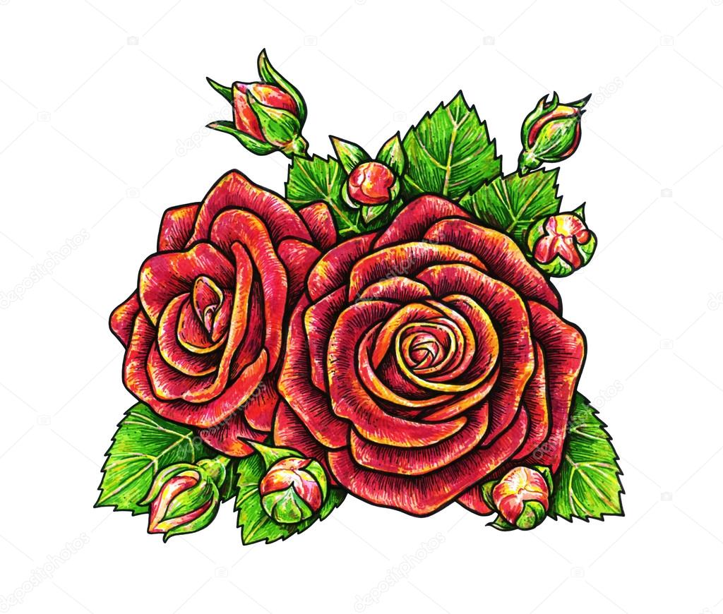 1024x870 Red Roses Flowers Is Isolated On A White Background. Rose Drawing