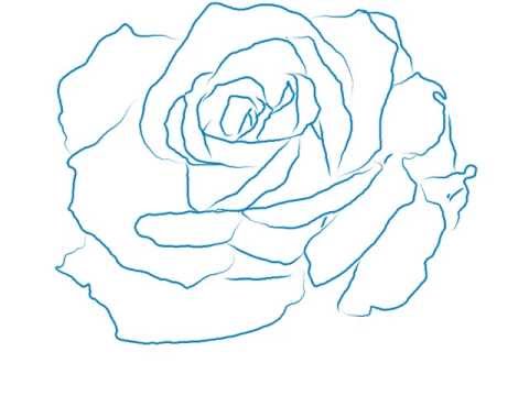 480x360 How To Draw A Beautiful Rose Line Drawing