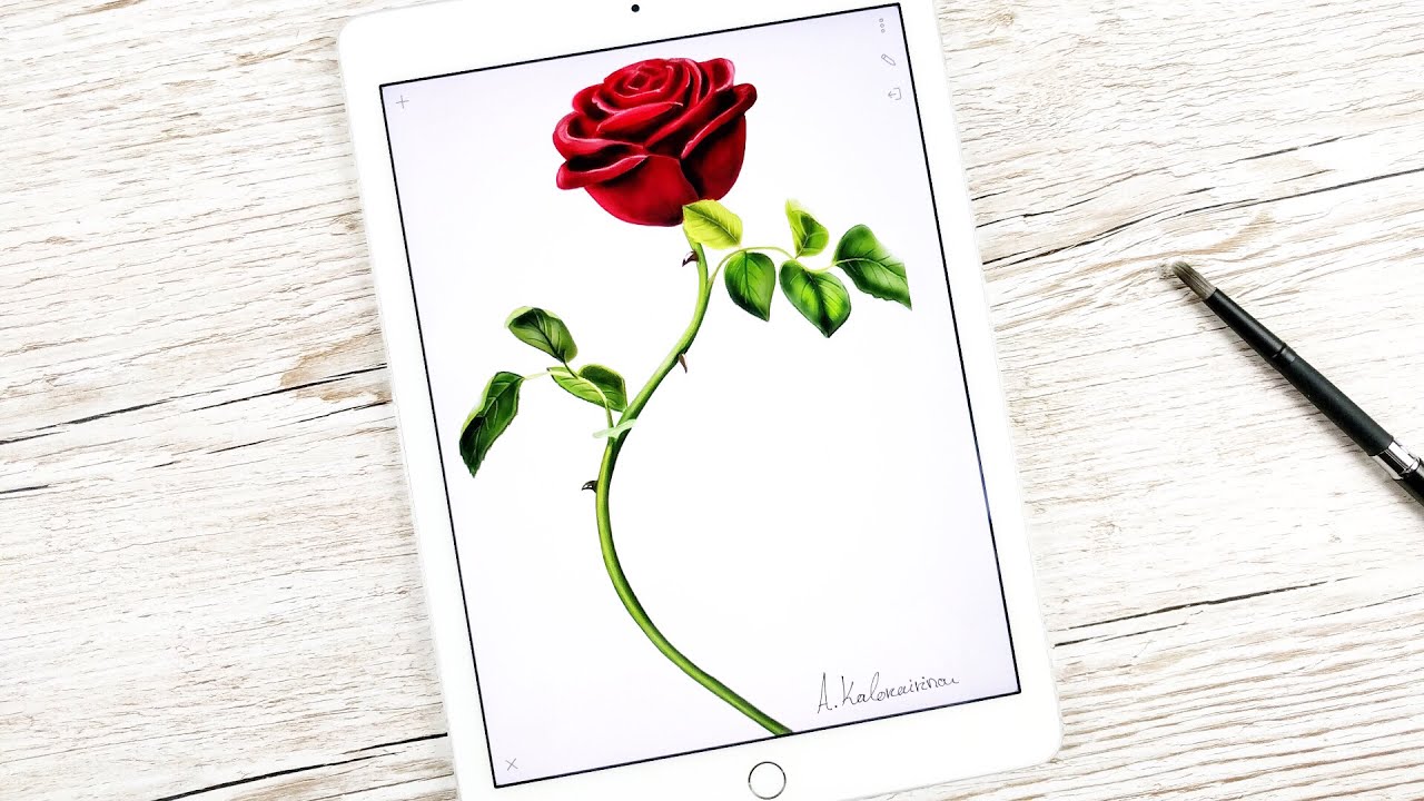 1280x720 How To Draw The Rose From Beauty And The Beast Movie 2017 Ipad