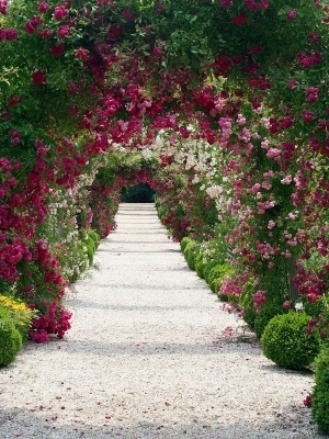 300x400 Most Beautiful Rose Garden Eecnnfiv Decorating Clear