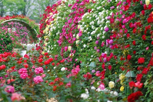 488x326 Most Beautiful Rose Garden Vusncug Decorating Clear