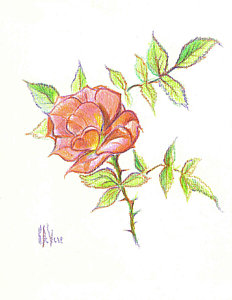 232x300 Rose Garden Drawings Fine Art America