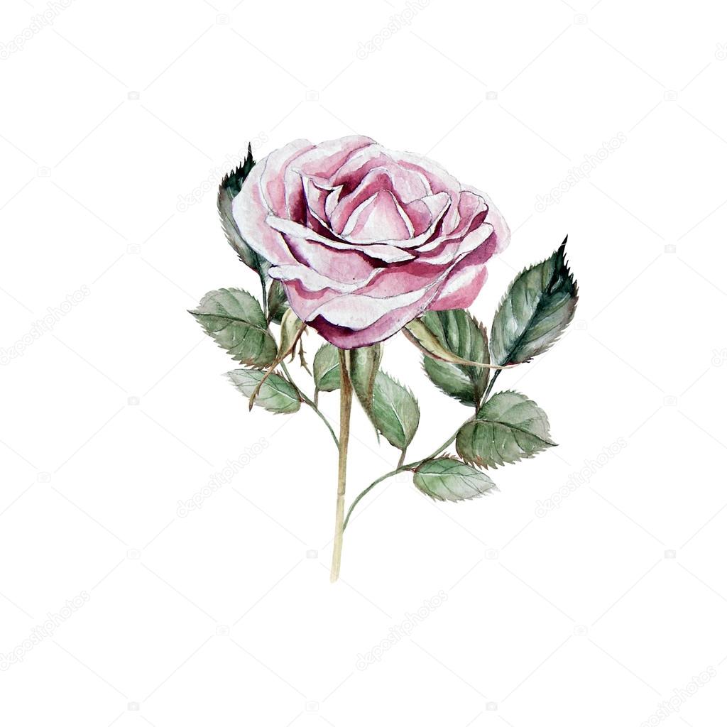 1024x1024 Watercolor Realistic Rose. Hand Drawing Stock Photo Knopazyzy