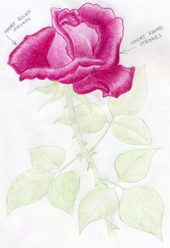 547x797 Draw A Rose Quickly, Simply And Easily