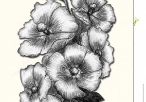 300x210 Pencil Sketch Image Of Rose Pencil Sketch Of Rose Flower Pencil