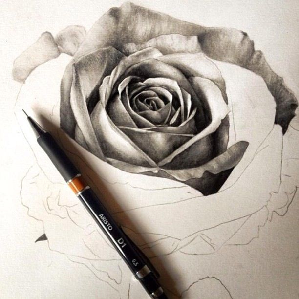 612x612 Photos Realistic Rose Pencil Drawing,