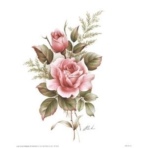 300x300 Rose Pencil Drawings, Rose Drawings, Drawing Of A Rose Flowers