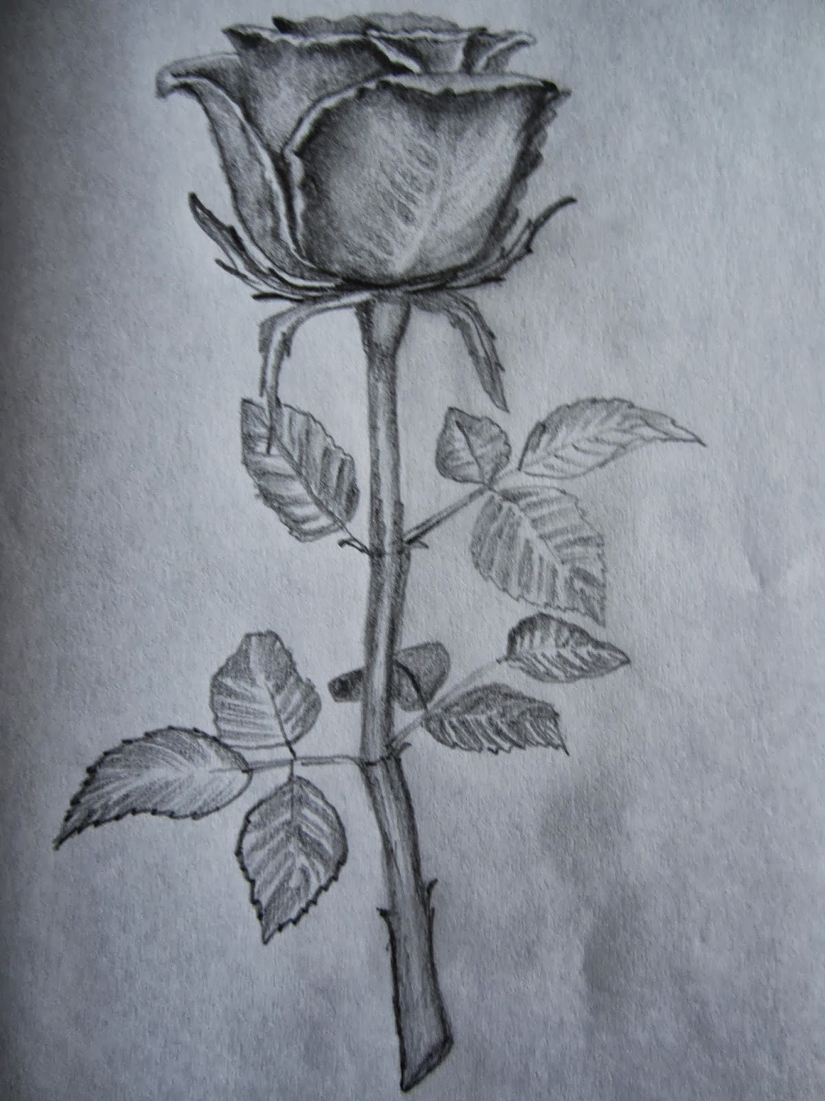 1200x1600 Rose Pencil Sketch Drawing Hoontoidly Rose Drawings In Pencil