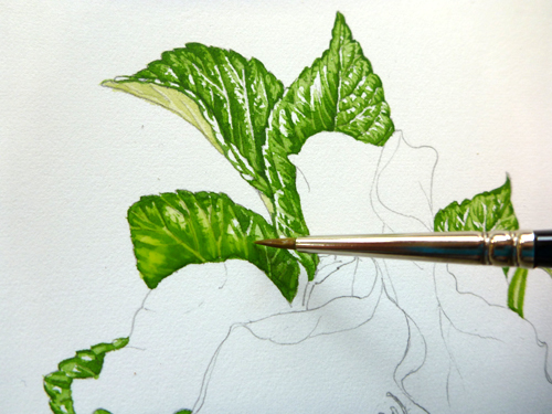 500x375 News Natural History Illustration