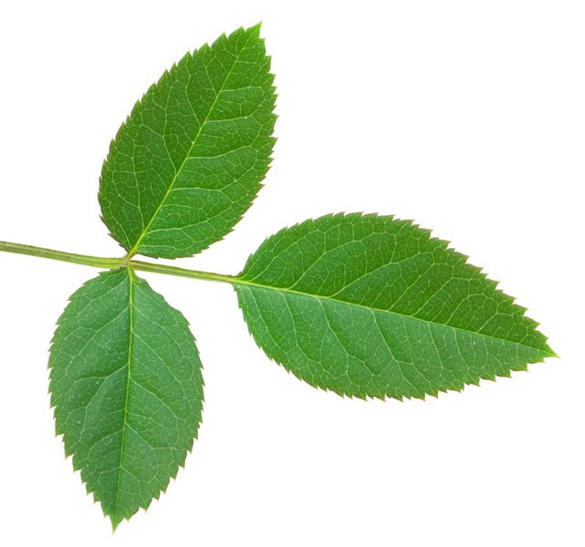 641x600 Rose Leaves