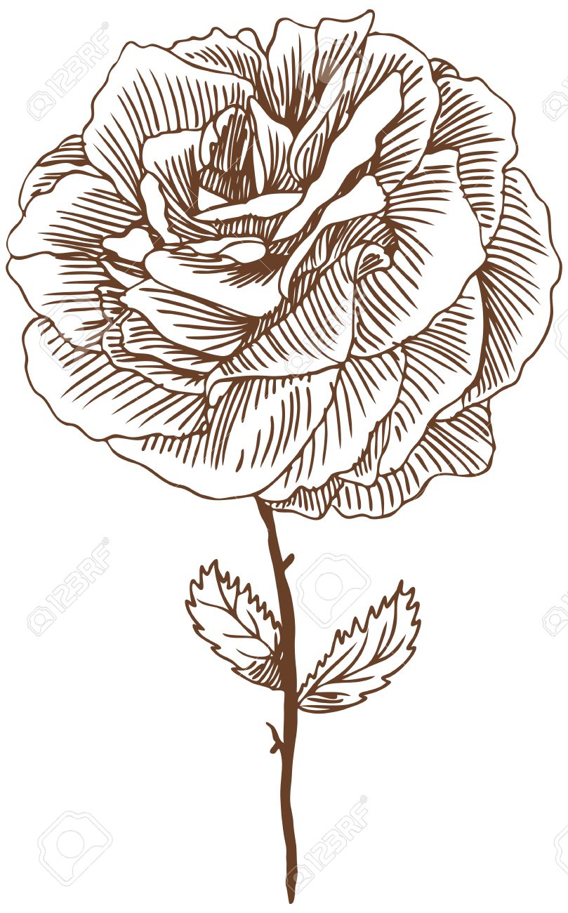 809x1300 Rose Drawing Three Beautiful Hand Drawn Rose Bloom Stem