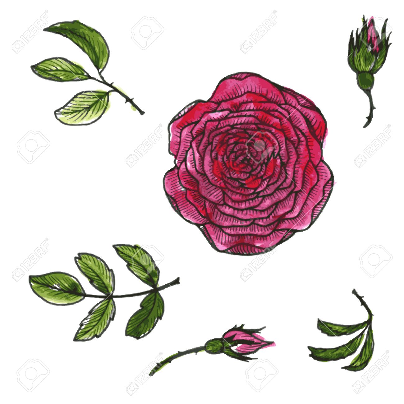 1300x1300 Set Of Flowers And Leaves Of Red Roses Drawing By Watercolor