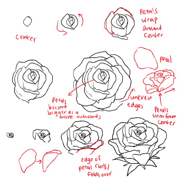 640x637 How To Draw Roses Opening In Full Bloom Step By Step Drawing