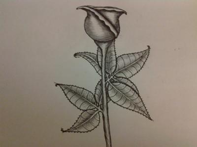 400x300 My First Rose(In Pen)