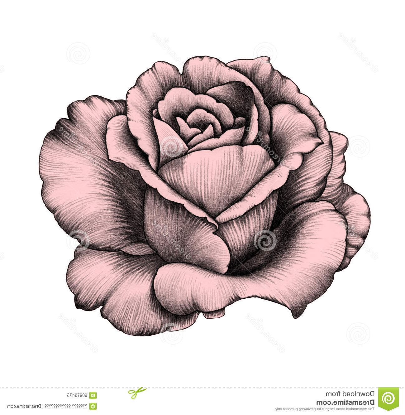 Rose Pencil Drawing at GetDrawings | Free download