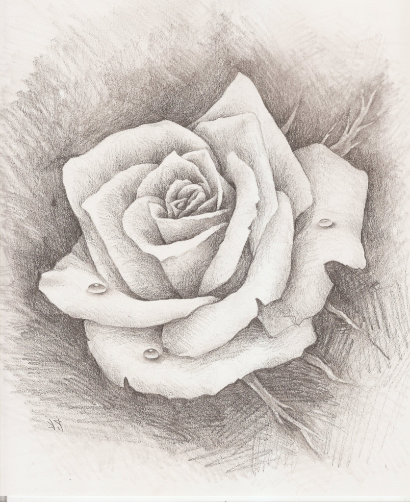 836x1024 Rose Sketch Pencil Step By Step Rose Drawing In Pencil Pencil