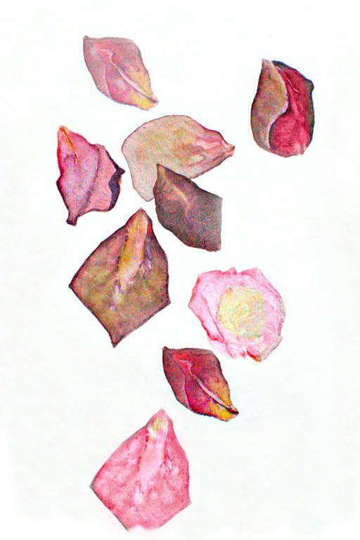512x768 Notes From The Field Rose Petals Valentine Watercolor