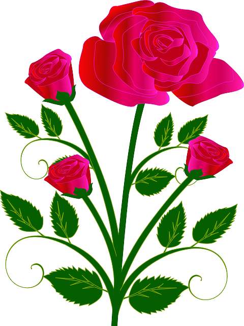 480x640 How To Draw A Rose