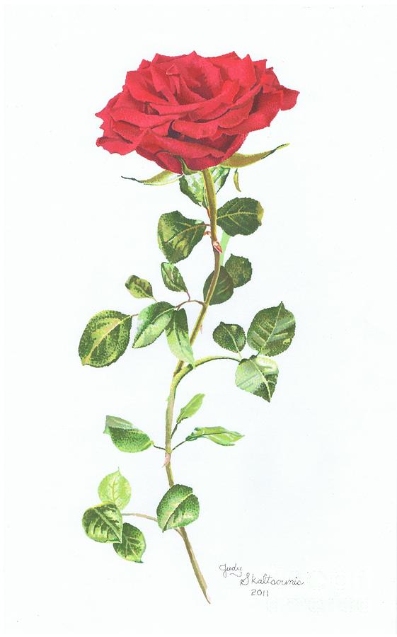 561x900 Red Rose Drawing By Judy Skaltsounis