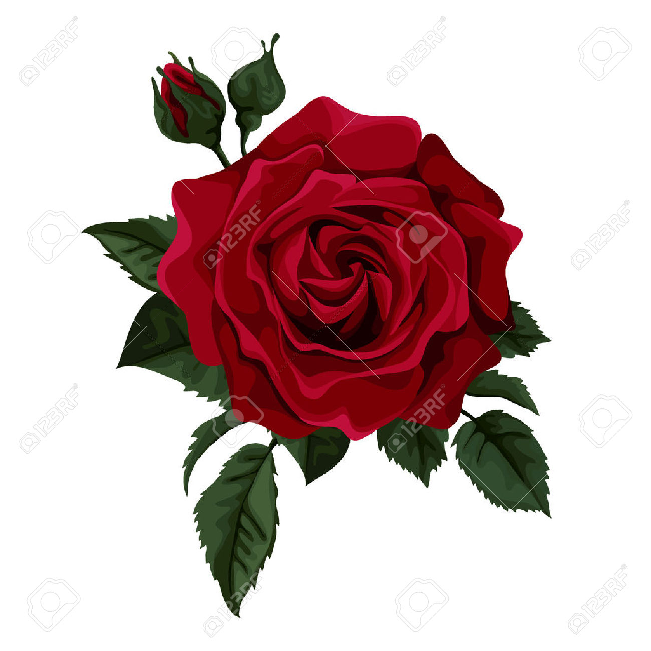 1300x1300 Single Red Rose Drawing Single White Rose Stock Photos Images