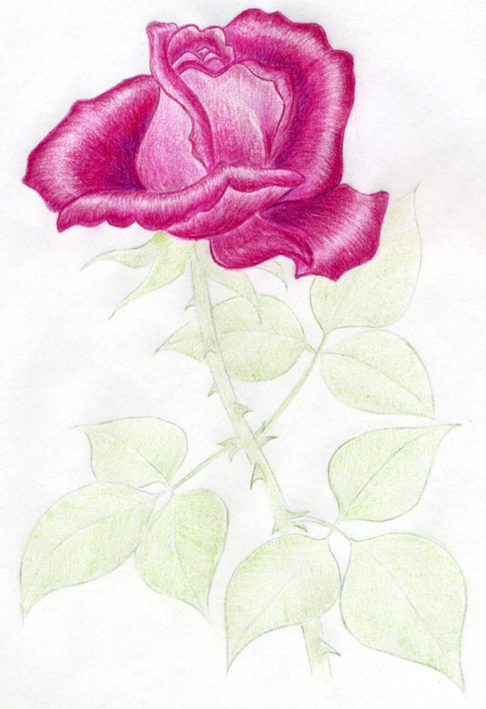 547x797 Draw A Rose Quickly, Simply And Easily