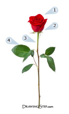 231x380 How To Draw Roses