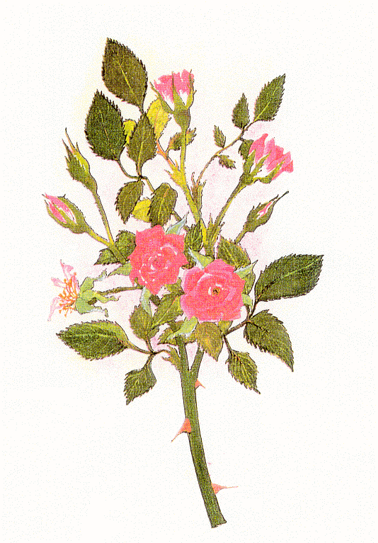 534x767 Wacky Patent Of The Month (December 2000) U.s. Plant Patent 3,137