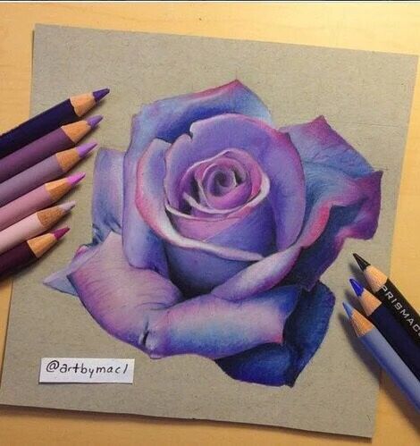 470x499 Lavender Rose Drawing Inspiring Artworks Lavender