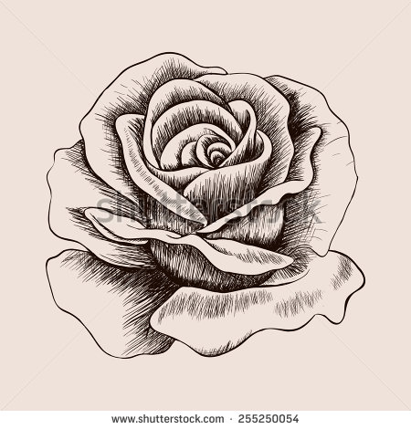 450x470 Roses Sketch