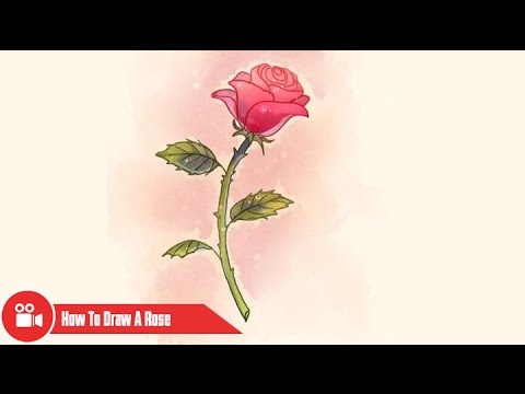 480x360 How To Draw A Rose