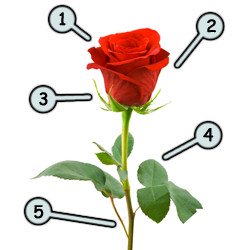 250x250 To Draw A Rose