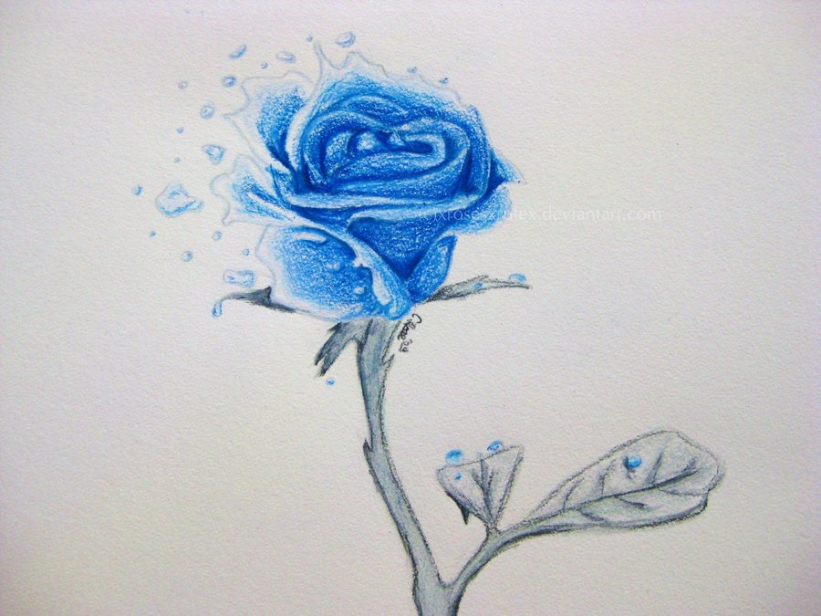 900x675 Ocean Blue Rose By Xrosesxrulex