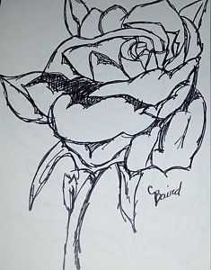 235x300 Single Rose Drawings
