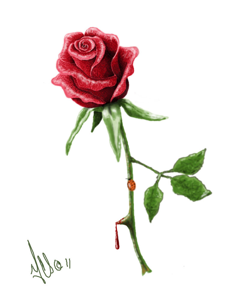 800x1000 Knumathise Red Rose With Stem And Thorns Images