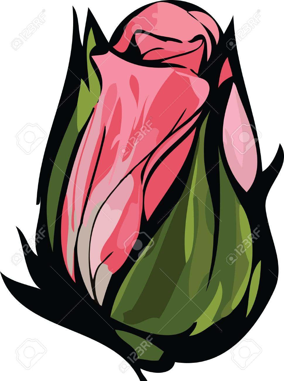 971x1300 Color Image Drawing Delicate Pink Rosebud Closed Stock Photo