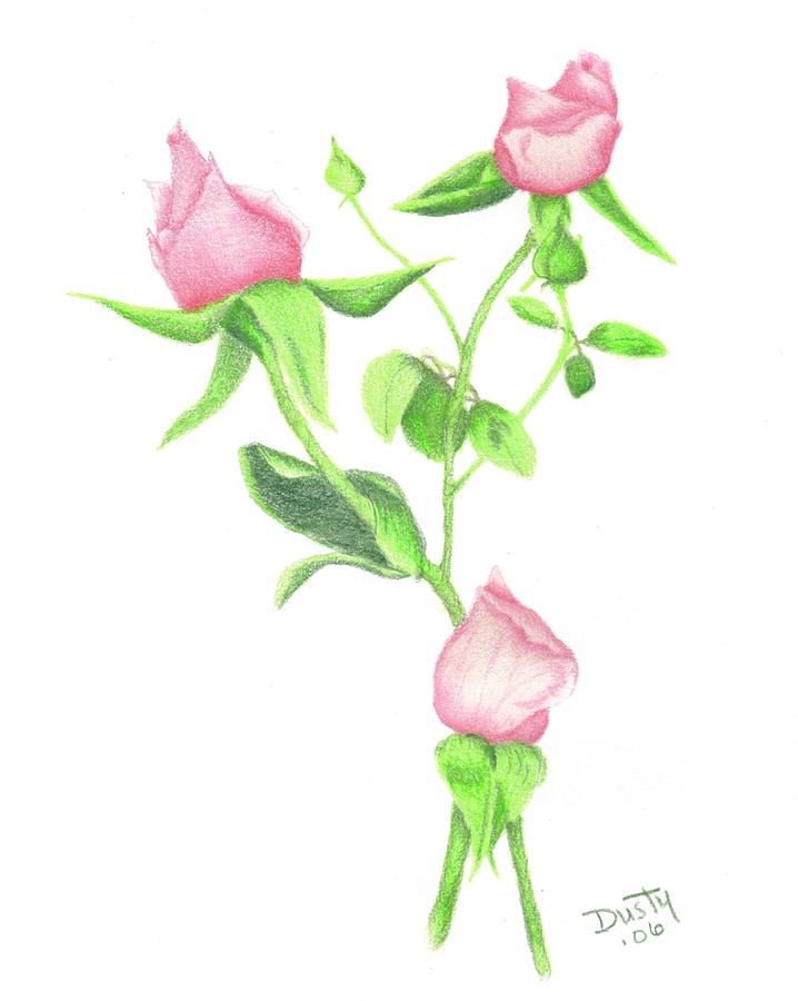 718x900 Pink Rosebud Bouquet Drawing By Dusty Reed