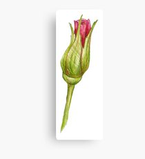 210x230 Rosebud Drawing Canvas Prints Redbubble