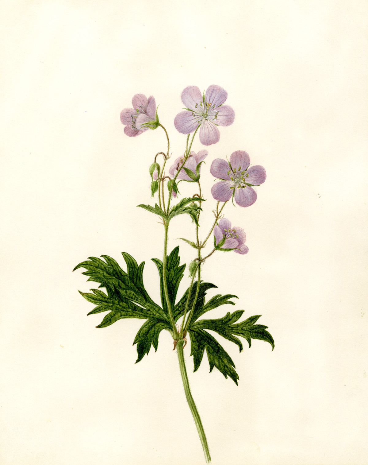 1200x1515 Botanical Drawings Of Flowers Drawn Rose Bush Botanical