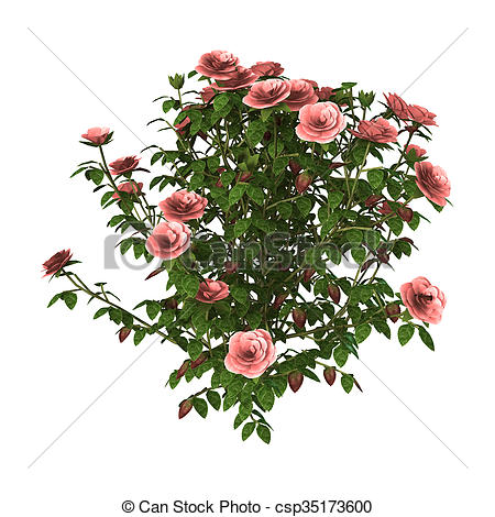 450x470 Digital Render Of A Pink Rose Bush Isolated On White Stock