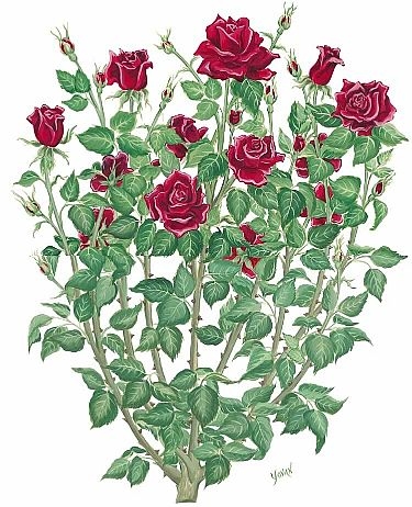 375x462 Rose Bush Drawing, Tattoo Inspiration. I See Lots Of Single Roses