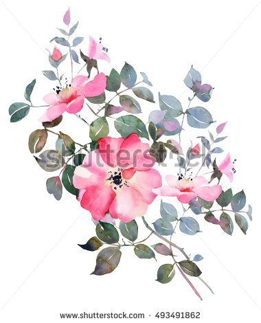 380x470 Rose Watercolor Flower Illustration,bohemian Rose Bush Drawing
