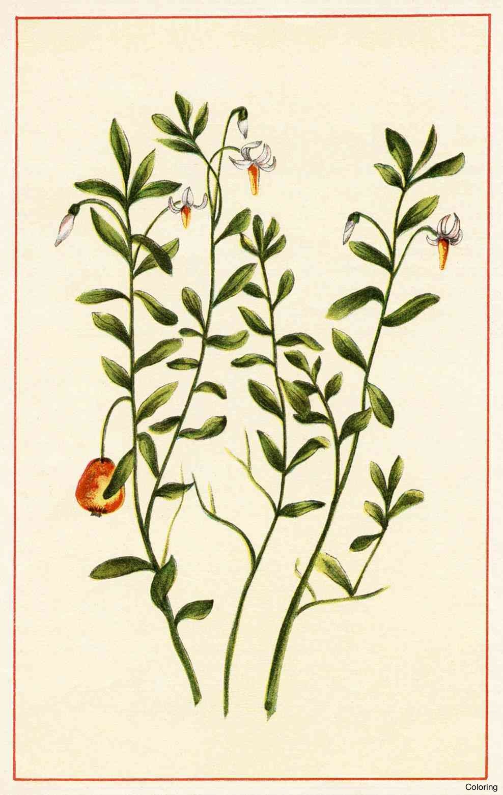 988x1562 Simple Orchid Drawing Coloring Easy 5f Diaiz