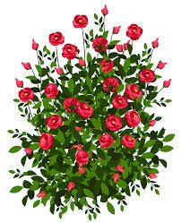 202x249 Rose Bush Clip Art