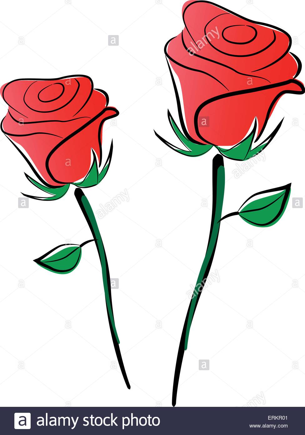 976x1390 Vector Illustration Of Roses Drawing On White Background Stock