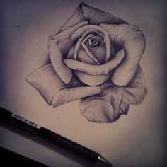 236x236 How To Draw A Rose In Pencil, Draw A Realistic Rose, Step By Step