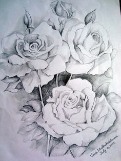 236x314 Pencil Art Of Rose, Beautiful Flower Drawings For Inspiration