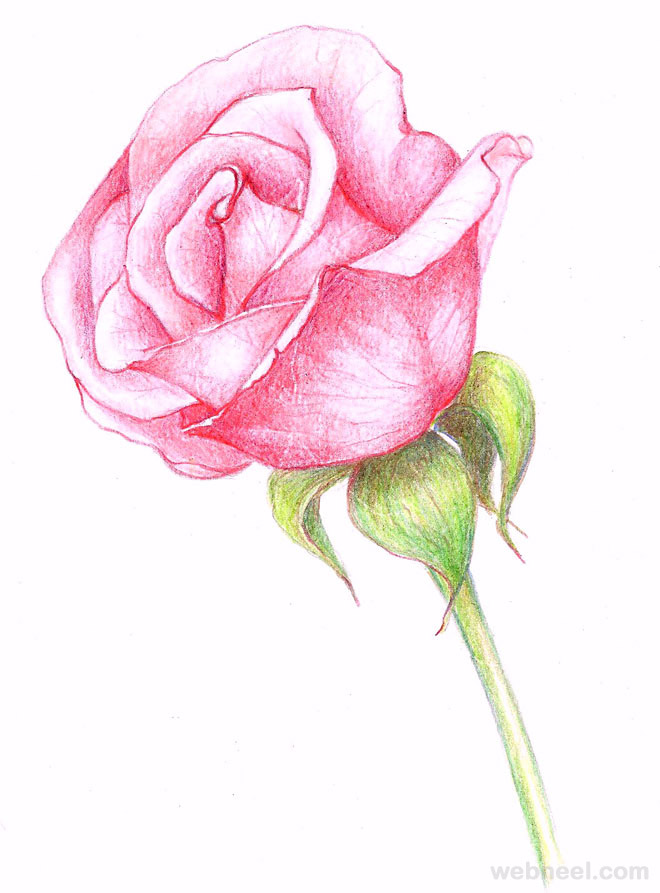660x893 Flower Drawings Rose