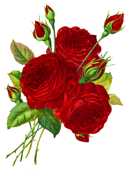 525x709 Red Roses Drawing Clipart Rose And Scrapbooking