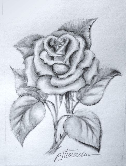 486x640 Pictures Rose Drawings Pencil,
