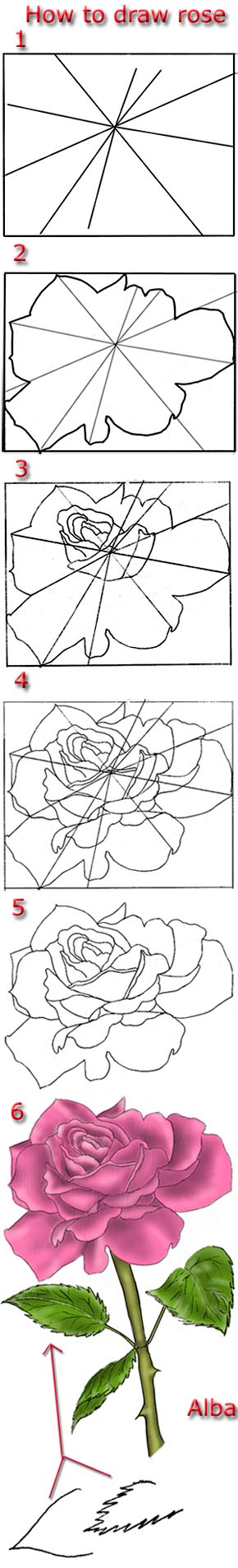 290x1905 Tutorial Draw Pink Rose Art Pink Roses, Tutorials